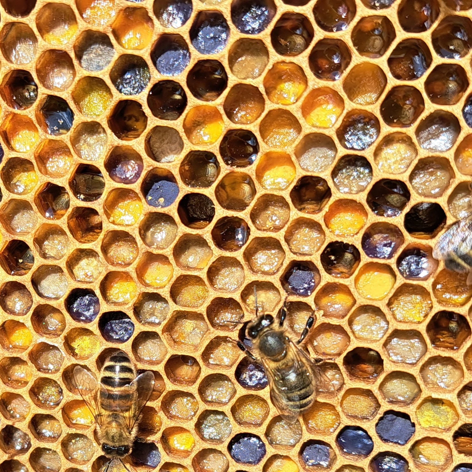 Pollen in a bee hive from penshurst honey